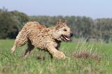 BOUVIER DES ARDENNES 099